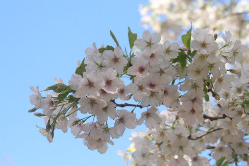 sakura2