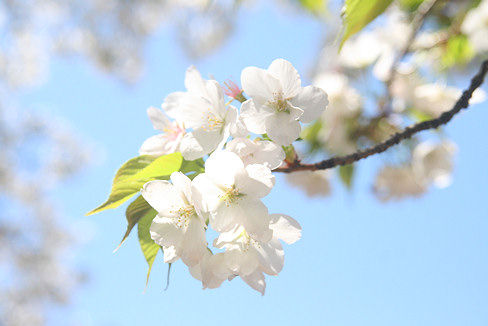 sakura10