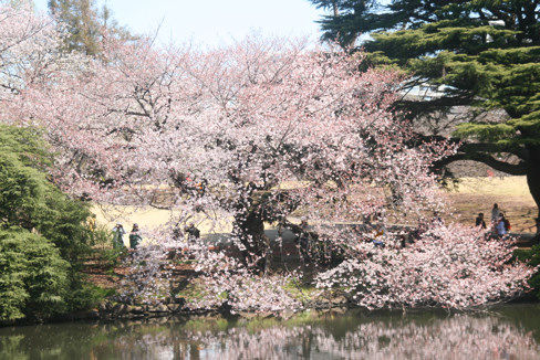 sakura6