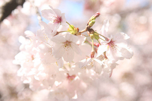 sakura9