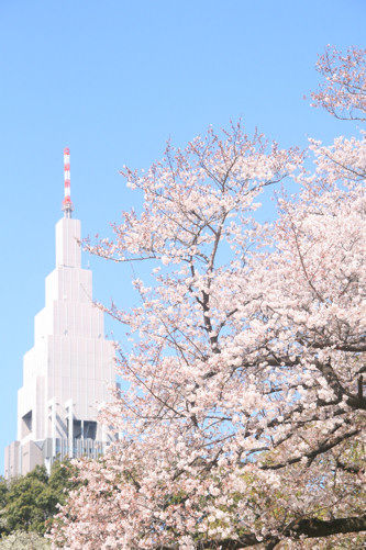 sakura13