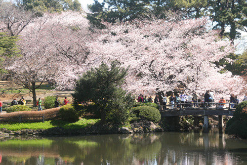 sakura5