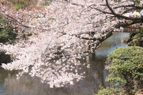 sakura8