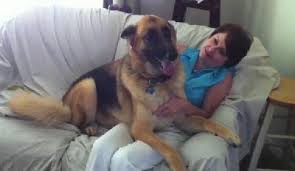 GermanShepherd2