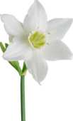 s-flower4227