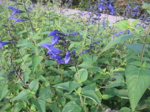 そこらへんの花 番外編 : そこらへんの花（見沼田んぼ周辺の四季）