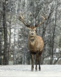 elk-1170653_640