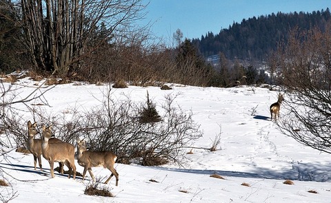 deer-2077222_640