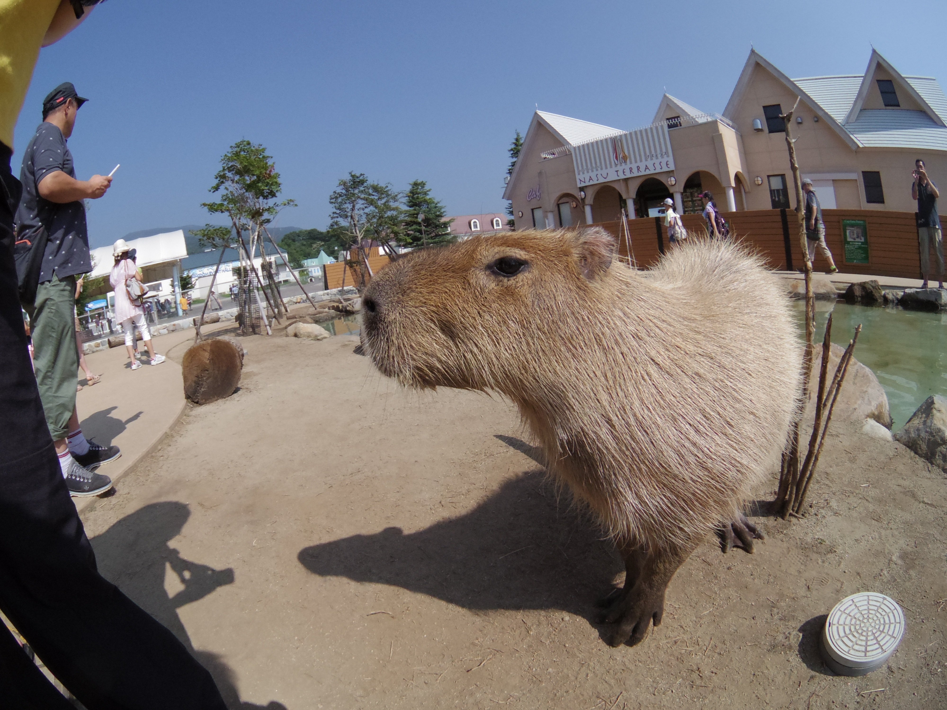 動物IMGP4061