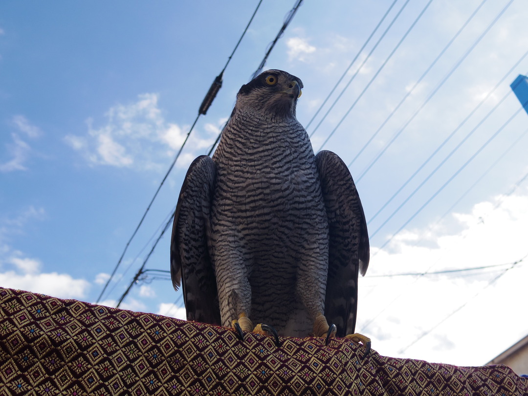 IMGP9921