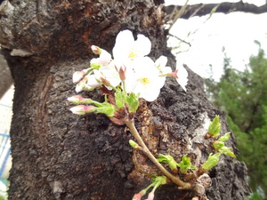 20130318-桜4
