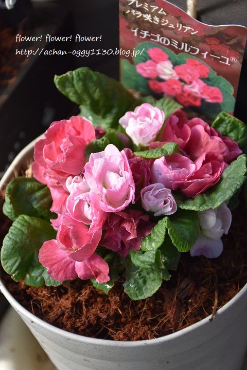 flower20170312f