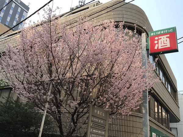 SAKURA
