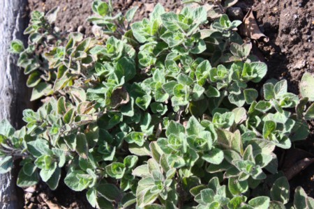100508oregano