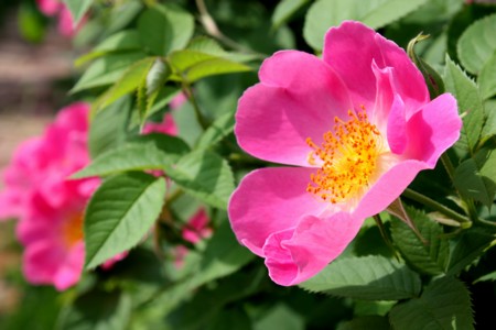 ueno-pinkubara