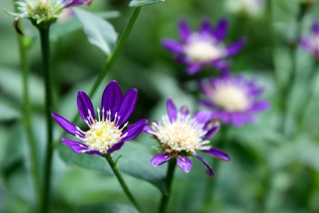 ueno-murasakikobana