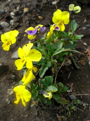 biora2