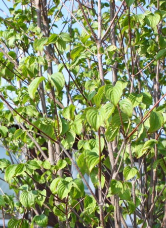 090601yamabousi