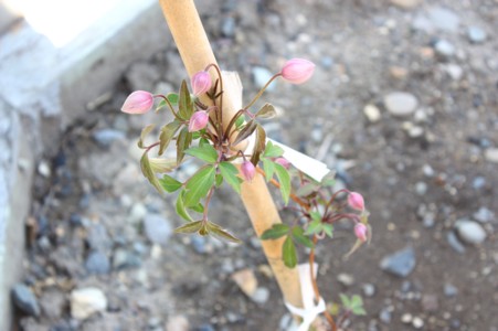 090507kurematisu
