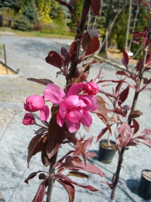 manabe3