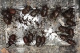 カブトムシ