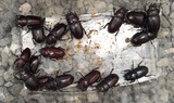 クワガタ♀