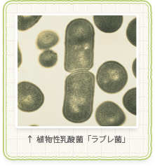 ラブレ菌