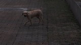 2017-08-08d11