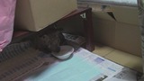 暴风截图201292640625624