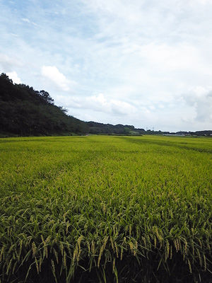 minuma