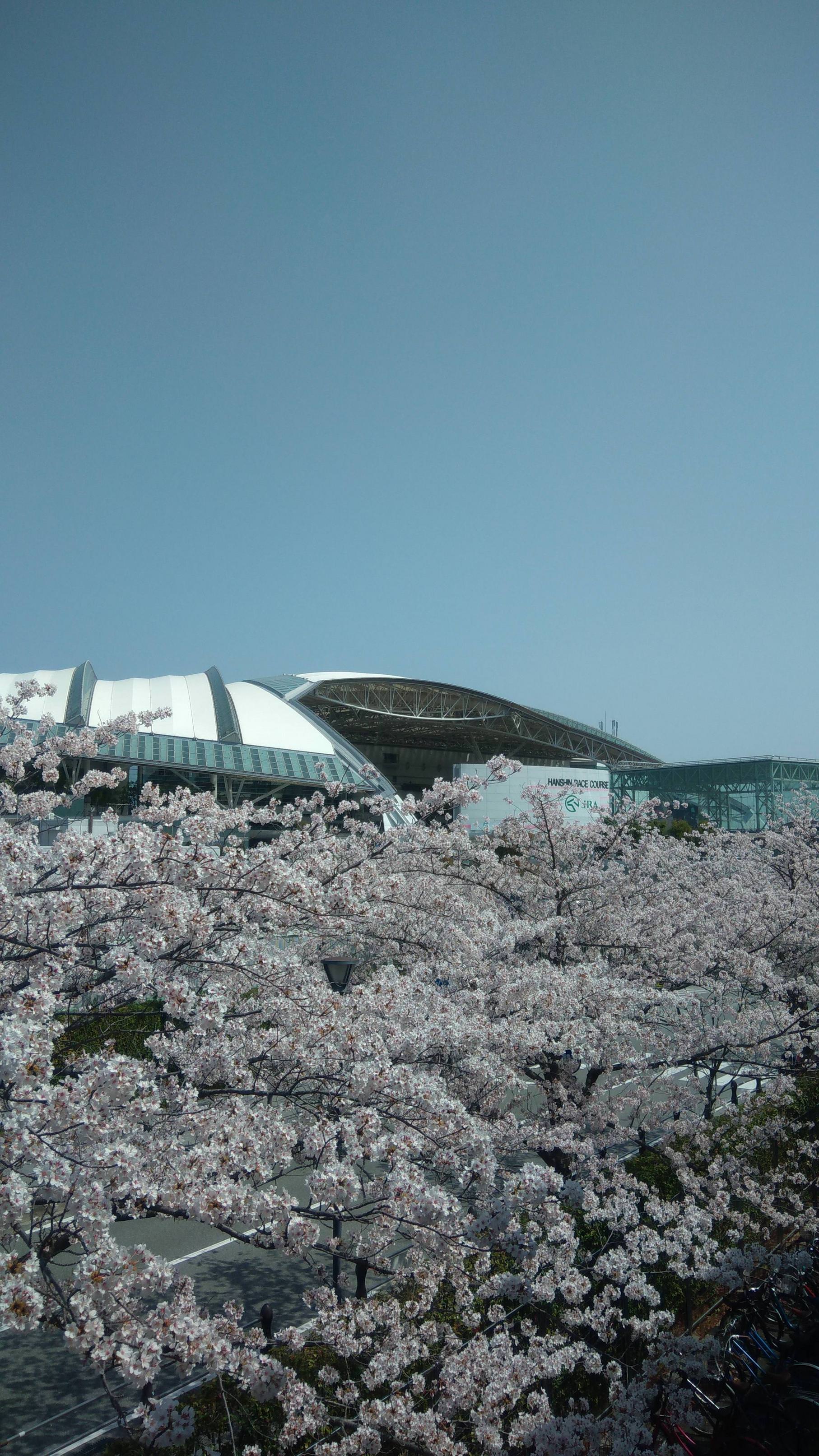 【桜花賞】阪神競馬場の桜はもつのか？