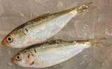 shinko