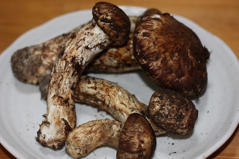 ���νܤ��