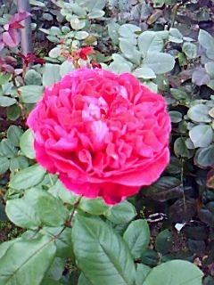rosegarden1019-1