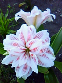amariris2010