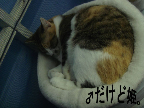 まんまる