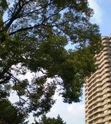 木とビルと青空