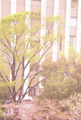 桜と木