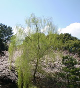 春桜