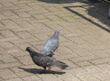 鳩のカップル