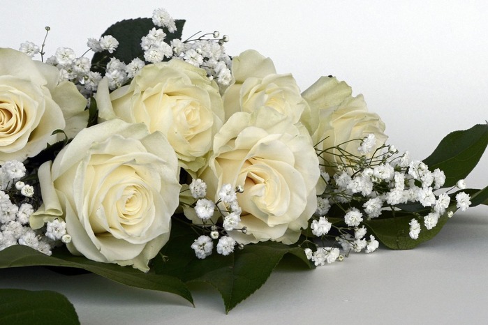 roses-white1420727_1920