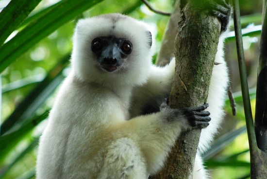 com-Propithecus_candidus_002