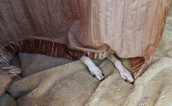 hiding-ninja-funny-dogs-211__605