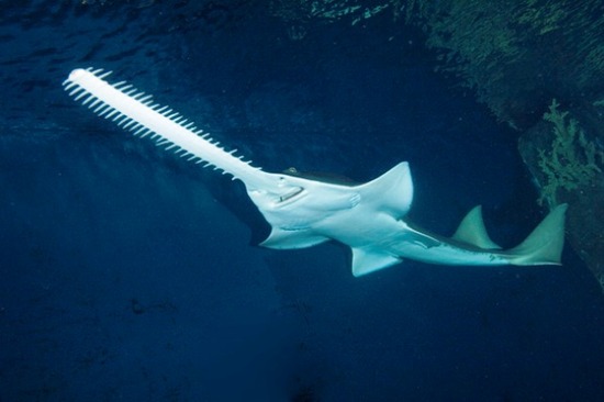 com-Green-Sawfish-003