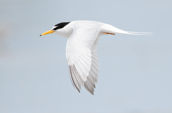 tern
