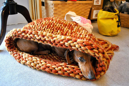 dogs-hide-seek-2__605