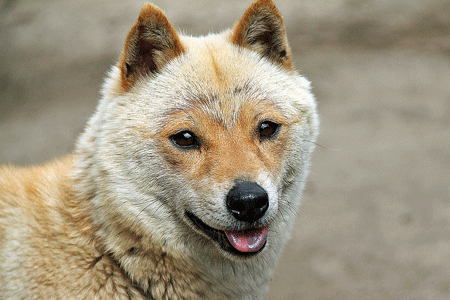 冬 毛 柴犬 山陰