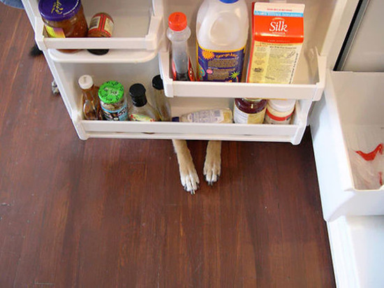 hiding-ninja-funny-dogs-171__605