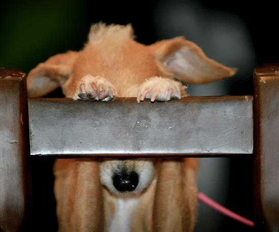 hiding-ninja-funny-dogs-61__605