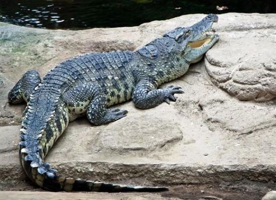 com-gdr-crocodylus-siamensis-07021